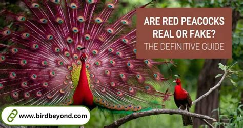 are red peacocks fake